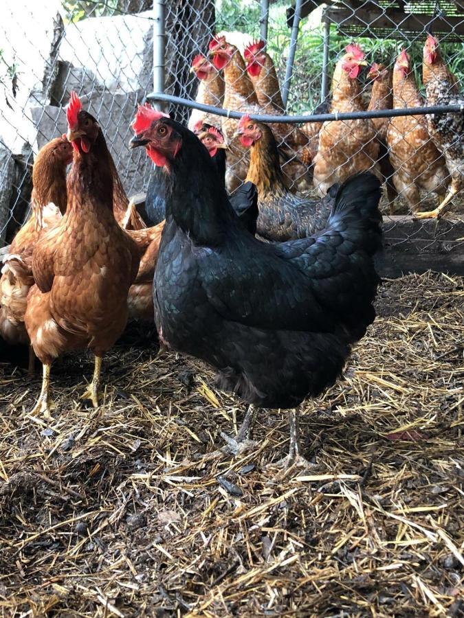 Séjour à la ferme Guillo